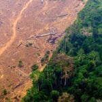 deforestazione per estrazione mineraria