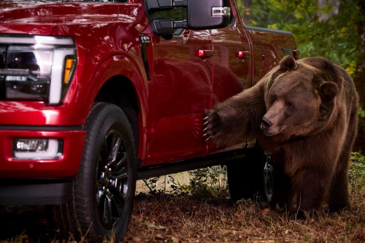 ford, kodiak bear