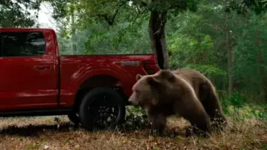 ford, kodiak bear