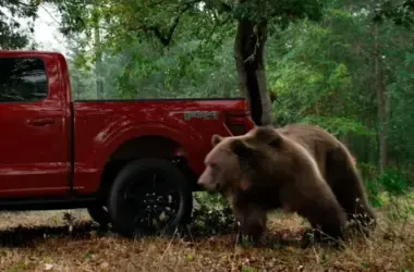 ford, kodiak bear