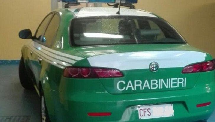 Alfa Romeo Carabinieri: ecco come saranno le nuove auto che verranno assegnate al Comando della Tutela Ambientale, Agroalimentare e Forestale ex Guardia Forestale
