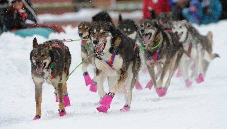 Iditarod Fiat Chrysler