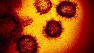 coronavirus
