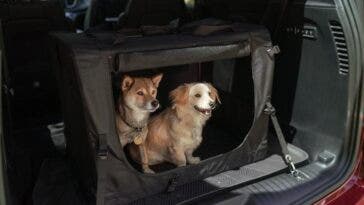 Chrysler Pacifica Jeep Wrangler migliori auto per amanti cani