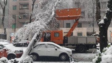 albero auto danni