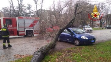 albero auto