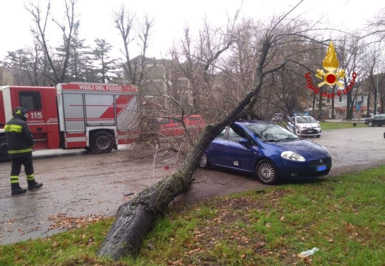 albero auto