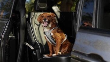 Chrysler Pacifica 2021 National Pet Day