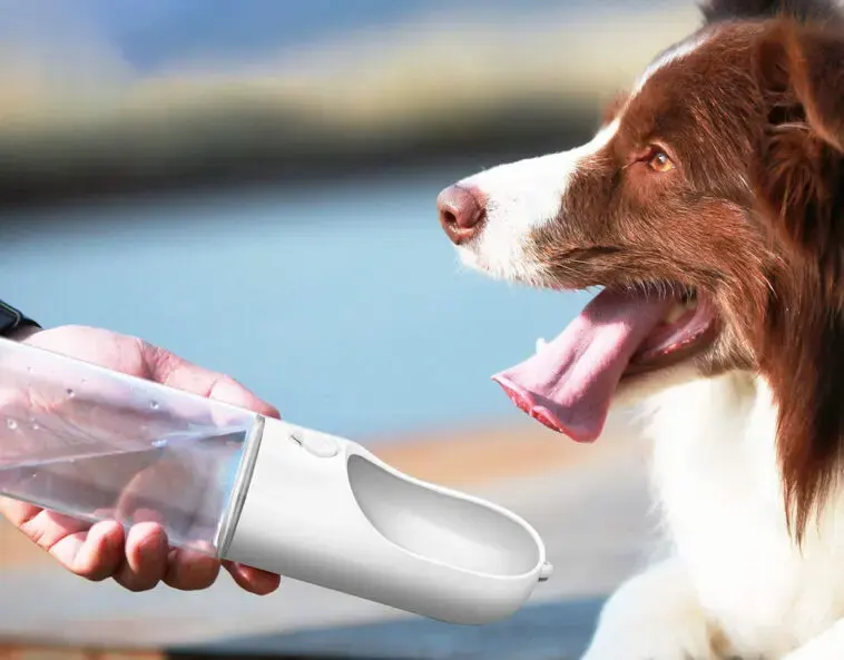 9 accessori auto per cani da avere per affrontare al meglio un viaggio 