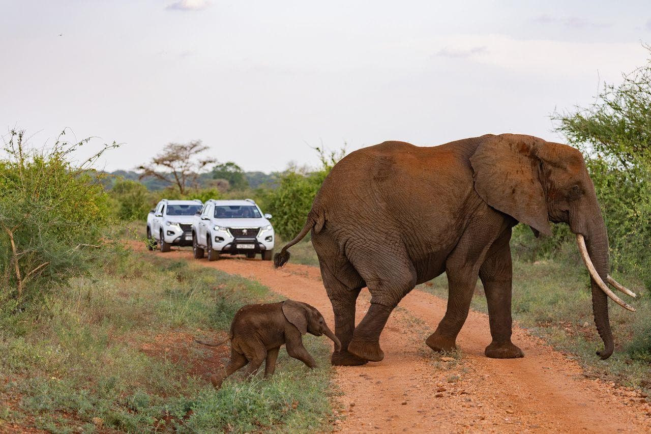 peugeot e Born Free Foundation